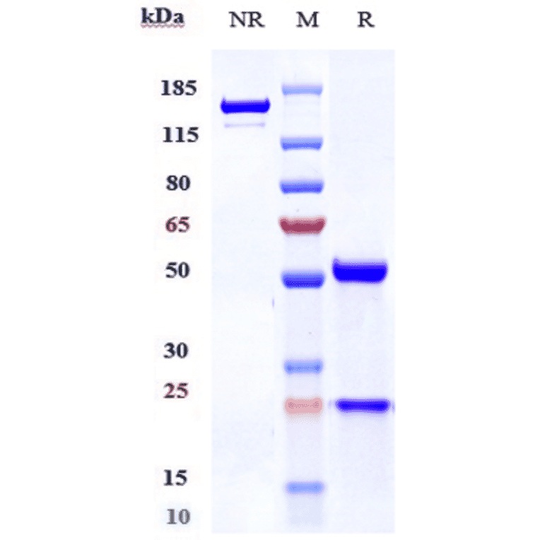 SDS-PAGE - Belantamab Biosimilar - Anti-BCMA Antibody - Low endotoxin, Azide free (A323308) - Antibodies.com