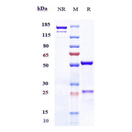 SDS-PAGE - Belimumab Biosimilar - Anti-BAFF Antibody - Low endotoxin, Azide free (A323309) - Antibodies.com