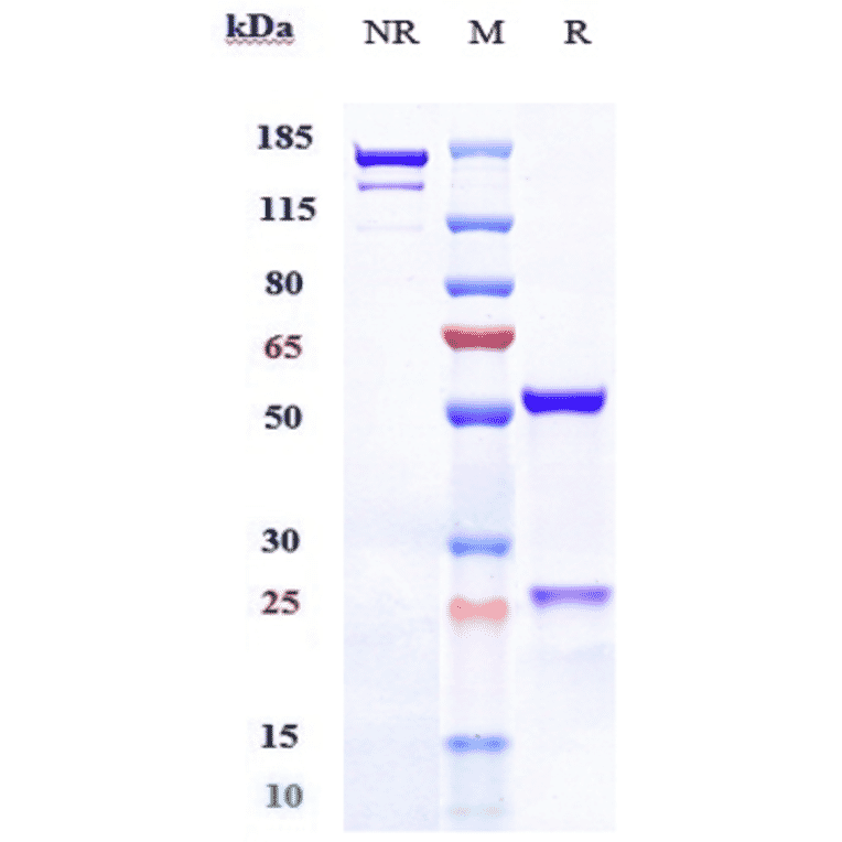 SDS-PAGE - Belimumab Biosimilar - Anti-BAFF Antibody - Low endotoxin, Azide free (A323309) - Antibodies.com