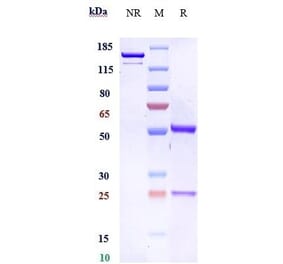 SDS-PAGE - Bemarituzumab Biosimilar - Anti-FGFR2 Antibody - Low endotoxin, Azide free (A323310) - Antibodies.com