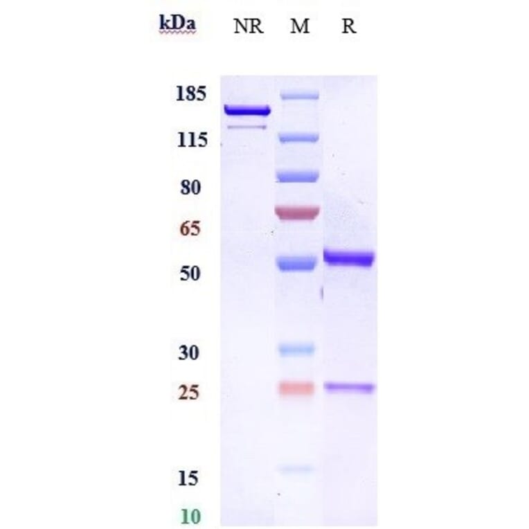 SDS-PAGE - Bemarituzumab Biosimilar - Anti-FGFR2 Antibody - Low endotoxin, Azide free (A323310) - Antibodies.com