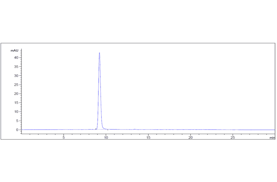 Chromatogram showing SEC-HPLC analysis of Bemarituzumab Biosimilar - Anti-FGFR2 Antibody - A323310
