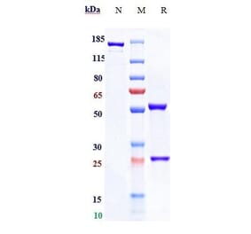 SDS-PAGE - Benufutamab Biosimilar - Anti-DR5 Antibody - Low endotoxin, Azide free (A323312) - Antibodies.com