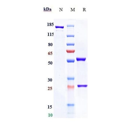 SDS-PAGE - Benufutamab Biosimilar - Anti-DR5 Antibody - Low endotoxin, Azide free (A323312) - Antibodies.com
