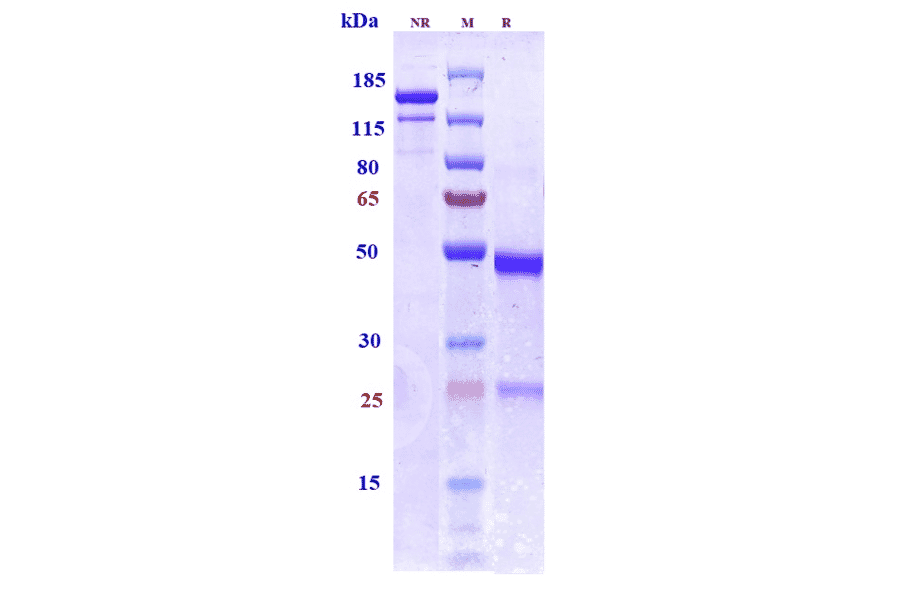 SDS-PAGE - Bepranemab Biosimilar - Anti-Tau Antibody - Low endotoxin, Azide free (A323313) - Antibodies.com