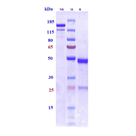 SDS-PAGE - Bepranemab Biosimilar - Anti-Tau Antibody - Low endotoxin, Azide free (A323313) - Antibodies.com