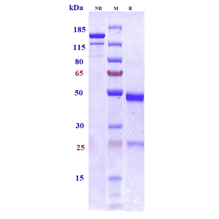 SDS-PAGE - Bepranemab Biosimilar - Anti-Tau Antibody - Low endotoxin, Azide free (A323313) - Antibodies.com