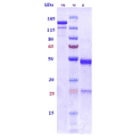 SDS-PAGE - Bepranemab Biosimilar - Anti-Tau Antibody - Low endotoxin, Azide free (A323313) - Antibodies.com