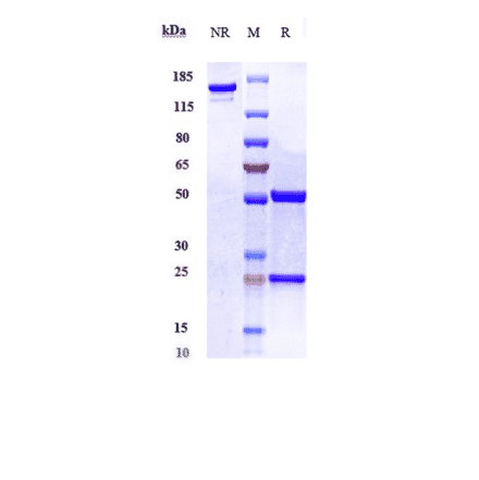 SDS-PAGE - Bermekimab Biosimilar - Anti-IL-1 alpha Antibody - Low endotoxin, Azide free (A323314) - Antibodies.com