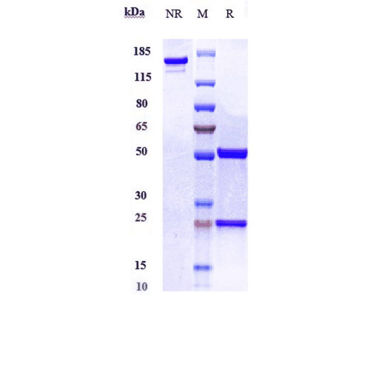 SDS-PAGE - Bermekimab Biosimilar - Anti-IL-1 alpha Antibody - Low endotoxin, Azide free (A323314) - Antibodies.com