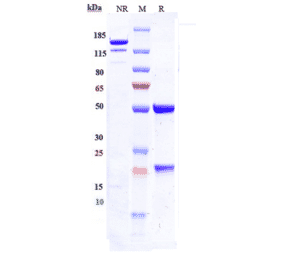 SDS-PAGE - Bersanlimab Biosimilar - Anti-ICAM1 Antibody - Low endotoxin, Azide free (A323315) - Antibodies.com