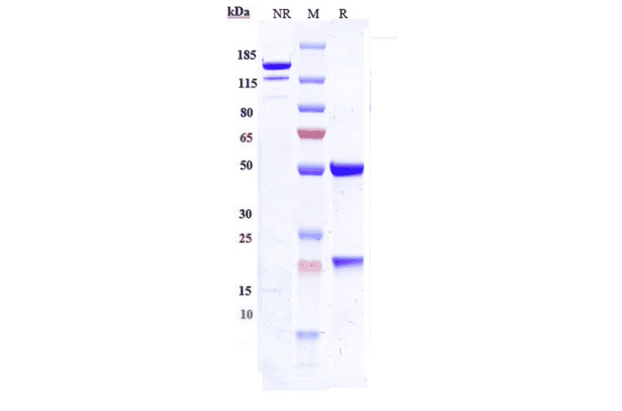 SDS-PAGE - Bersanlimab Biosimilar - Anti-ICAM1 Antibody - Low endotoxin, Azide free (A323315) - Antibodies.com