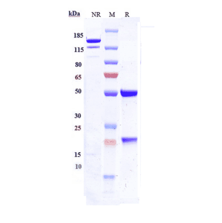 SDS-PAGE - Bersanlimab Biosimilar - Anti-ICAM1 Antibody - Low endotoxin, Azide free (A323315) - Antibodies.com