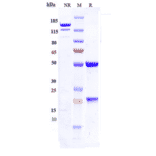 SDS-PAGE - Bersanlimab Biosimilar - Anti-ICAM1 Antibody - Low endotoxin, Azide free (A323315) - Antibodies.com