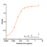 ELISA - Bersanlimab Biosimilar - Anti-ICAM1 Antibody - Low endotoxin, Azide free (A323315) - Antibodies.com