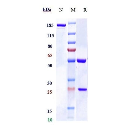 SDS-PAGE - Bexmarilimab Biosimilar - Anti-Stabilin-1 Antibody - Low endotoxin, Azide free (A323316) - Antibodies.com