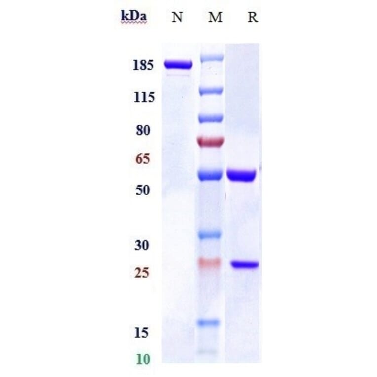 SDS-PAGE - Bexmarilimab Biosimilar - Anti-Stabilin-1 Antibody - Low endotoxin, Azide free (A323316) - Antibodies.com