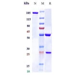 SDS-PAGE - Bexmarilimab Biosimilar - Anti-Stabilin-1 Antibody - Low endotoxin, Azide free (A323316) - Antibodies.com