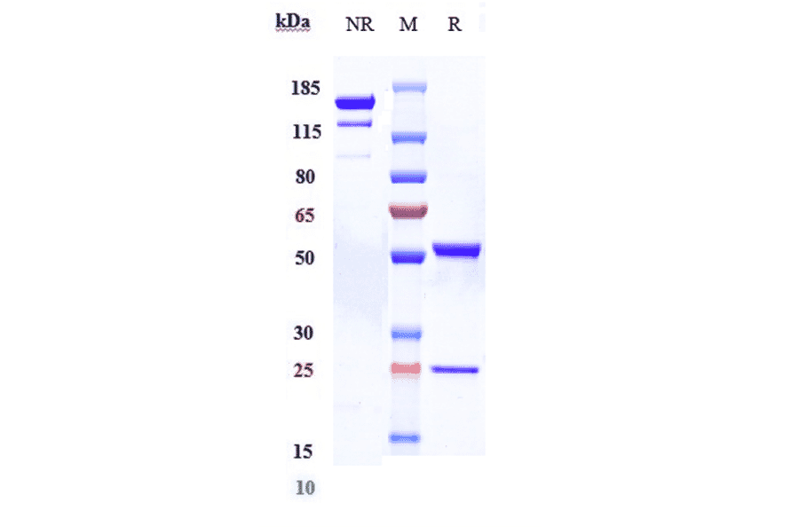 SDS-PAGE - Bimagrumab Biosimilar - Anti-Activin Receptor Type IIB/ACVR2B Antibody - Low endotoxin, Azide free (A323317) - Antibodies.com