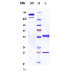 SDS-PAGE - Bimagrumab Biosimilar - Anti-Activin Receptor Type IIB/ACVR2B Antibody - Low endotoxin, Azide free (A323317) - Antibodies.com