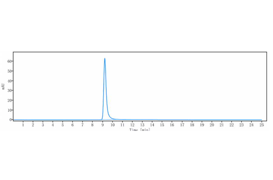 SEC-HPLC - Bimagrumab Biosimilar - Anti-Activin Receptor Type IIB/ACVR2B Antibody - Low endotoxin, Azide free (A323317) - Antibodies.com
