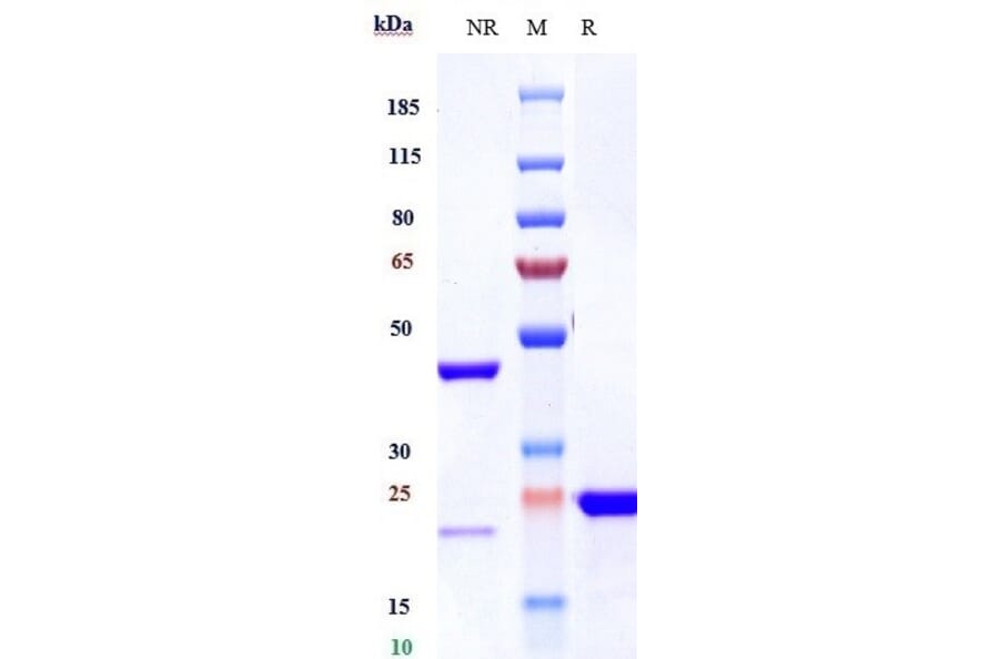 SDS-PAGE - Anti-VEGFA Antibody [Research Grade Biosimilar] - Low endotoxin, Azide free (A323319) - Antibodies.com