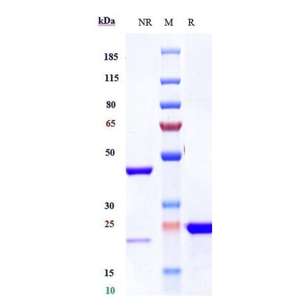SDS-PAGE - Anti-VEGFA Antibody [Research Grade Biosimilar] - Low endotoxin, Azide free (A323319) - Antibodies.com