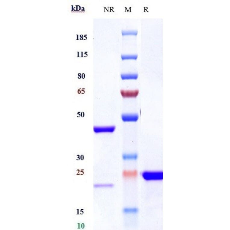 SDS-PAGE - Anti-VEGFA Antibody [Research Grade Biosimilar] - Low endotoxin, Azide free (A323319) - Antibodies.com