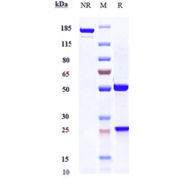 SDS-PAGE - Anti-VEGFA Antibody [Research Grade Biosimilar] - Low endotoxin, Azide free (A323320) - Antibodies.com