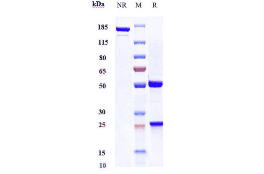 SDS-PAGE - Anti-VEGFA Antibody [Research Grade Biosimilar] - Low endotoxin, Azide free (A323320) - Antibodies.com