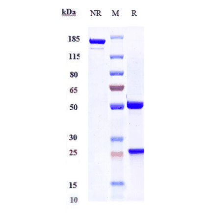 SDS-PAGE - Anti-VEGFA Antibody [Research Grade Biosimilar] - Low endotoxin, Azide free (A323320) - Antibodies.com