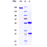 SDS-PAGE - Anti-VEGFA Antibody [Research Grade Biosimilar] - Low endotoxin, Azide free (A323320) - Antibodies.com