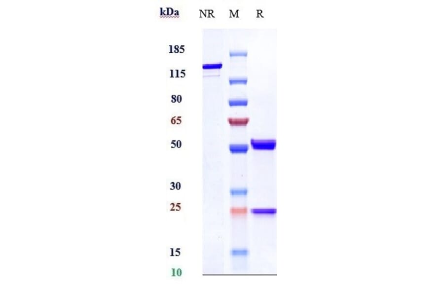 SDS-PAGE - Anti-VEGFA Antibody [Research Grade Biosimilar] - Low endotoxin, Azide free (A323321) - Antibodies.com