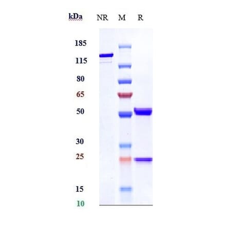 SDS-PAGE - Anti-VEGFA Antibody [Research Grade Biosimilar] - Low endotoxin, Azide free (A323321) - Antibodies.com