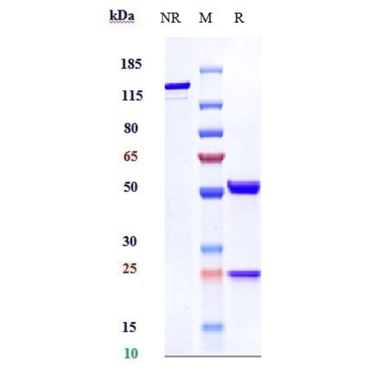 SDS-PAGE - Anti-VEGFA Antibody [Research Grade Biosimilar] - Low endotoxin, Azide free (A323321) - Antibodies.com