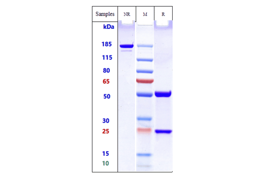 SDS-PAGE - Birtamimab Biosimilar - Anti-alpha Amyloid Antibody - Low endotoxin, Azide free (A323323) - Antibodies.com