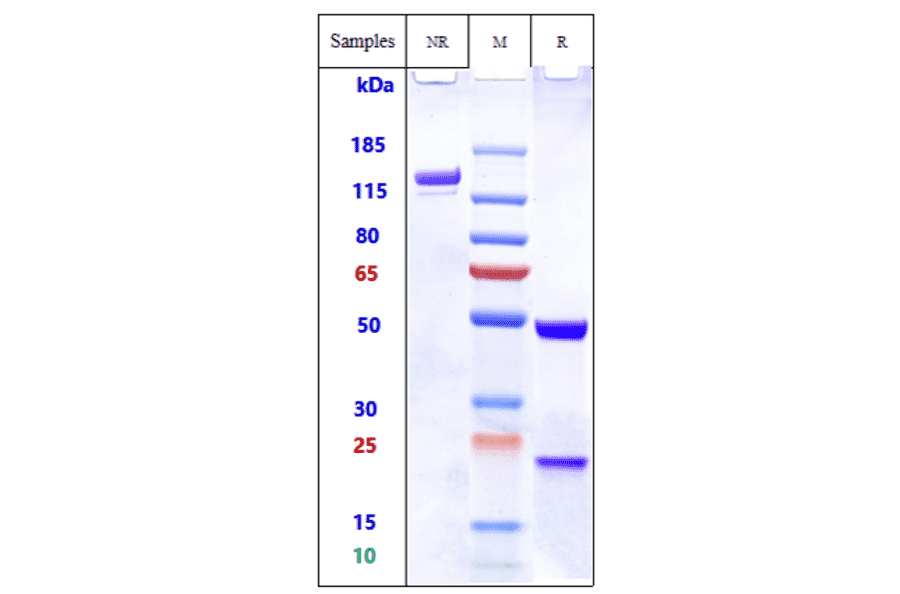 SDS-PAGE - Bivatuzumab Biosimilar - Anti-CD44v6 Antibody - Low endotoxin, Azide free (A323324) - Antibodies.com
