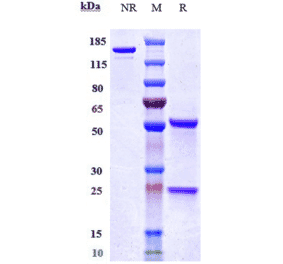 SDS-PAGE - Bleselumab Biosimilar - Anti-CD40 Antibody - Low endotoxin, Azide free (A323325) - Antibodies.com