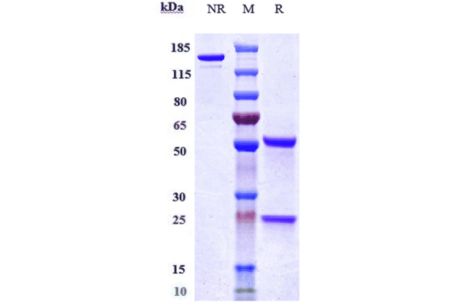SDS-PAGE - Bleselumab Biosimilar - Anti-CD40 Antibody - Low endotoxin, Azide free (A323325) - Antibodies.com