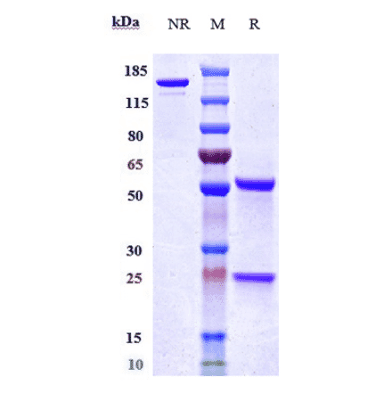 SDS-PAGE - Bleselumab Biosimilar - Anti-CD40 Antibody - Low endotoxin, Azide free (A323325) - Antibodies.com