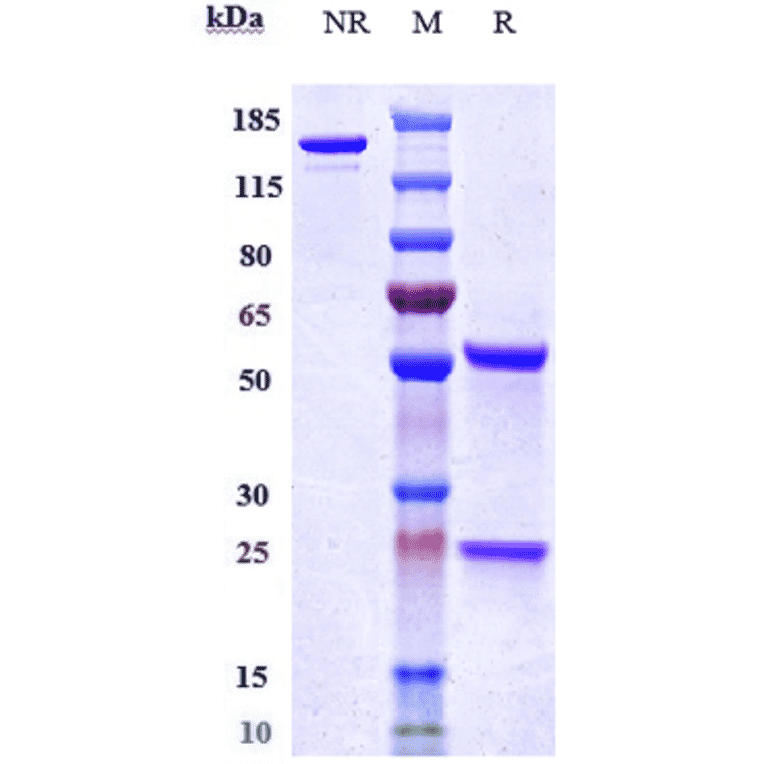 SDS-PAGE - Bleselumab Biosimilar - Anti-CD40 Antibody - Low endotoxin, Azide free (A323325) - Antibodies.com