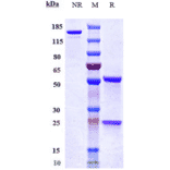 SDS-PAGE - Bleselumab Biosimilar - Anti-CD40 Antibody - Low endotoxin, Azide free (A323325) - Antibodies.com