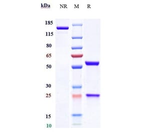 SDS-PAGE - Blosozumab Biosimilar - Anti-Sclerostin Antibody - Low endotoxin, Azide free (A323326) - Antibodies.com