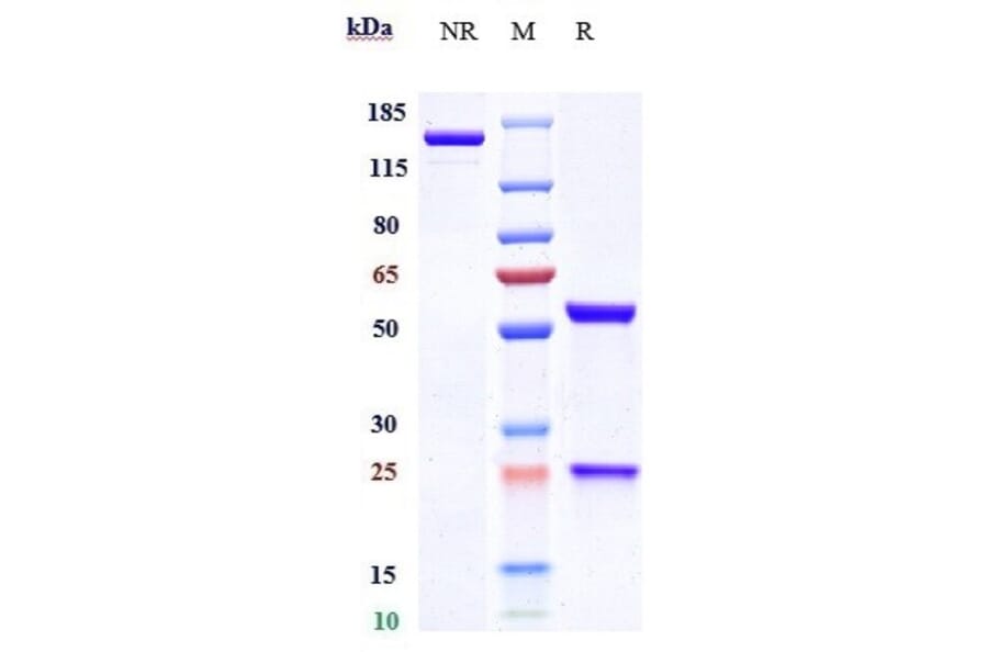SDS-PAGE - Blosozumab Biosimilar - Anti-Sclerostin Antibody - Low endotoxin, Azide free (A323326) - Antibodies.com