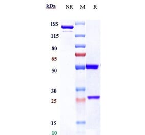 SDS-PAGE - Brentuximab Biosimilar - Anti-CD30 Antibody - Low endotoxin, Azide free (A323330) - Antibodies.com