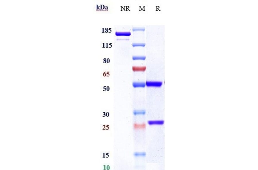 SDS-PAGE - Brentuximab Biosimilar - Anti-CD30 Antibody - Low endotoxin, Azide free (A323330) - Antibodies.com