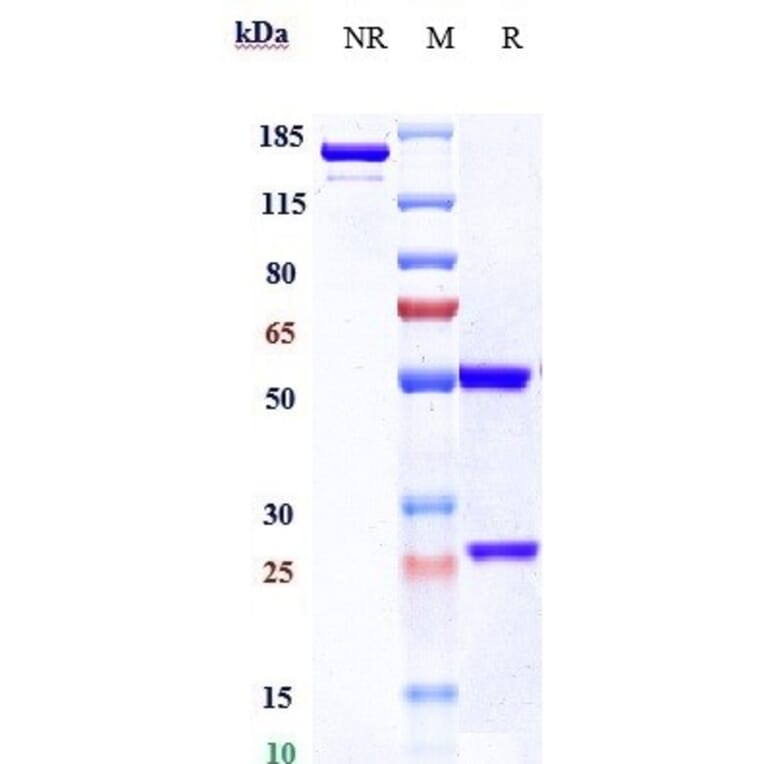 SDS-PAGE - Brentuximab Biosimilar - Anti-CD30 Antibody - Low endotoxin, Azide free (A323330) - Antibodies.com
