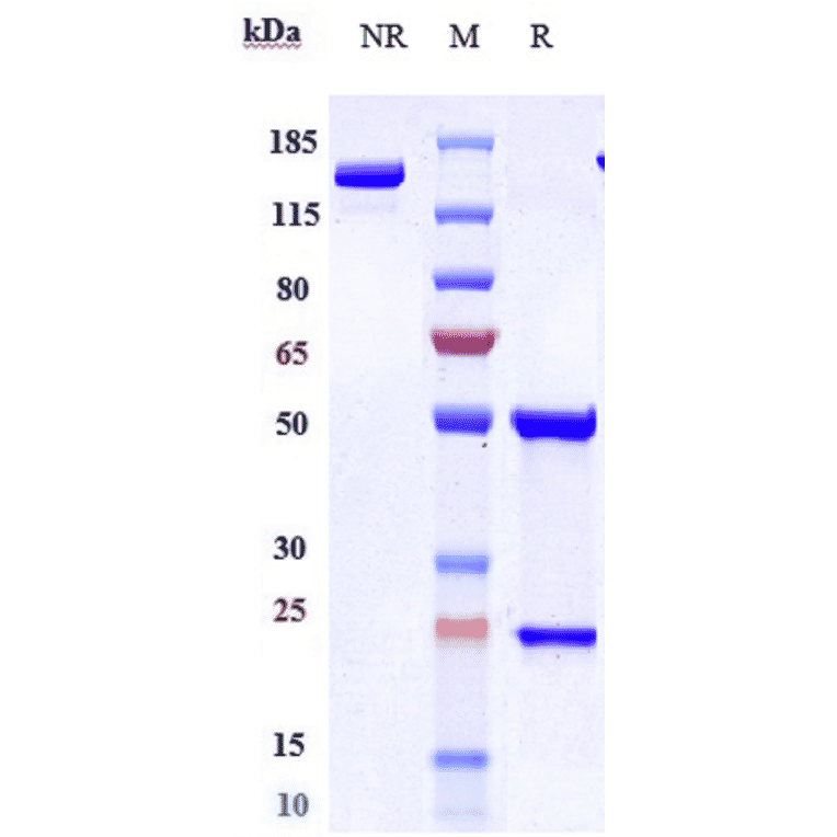 SDS-PAGE - Brodalumab Biosimilar - Anti-IL-17RA Receptor Antibody - Low endotoxin, Azide free (A323332) - Antibodies.com