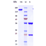 SDS-PAGE - Brodalumab Biosimilar - Anti-IL-17RA Receptor Antibody - Low endotoxin, Azide free (A323332) - Antibodies.com