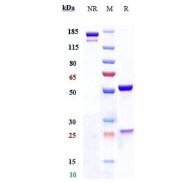SDS-PAGE - Brontictuzumab Biosimilar - Anti-Notch1 Antibody - Low endotoxin, Azide free (A323333) - Antibodies.com